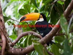 Tropical rainforest food chain