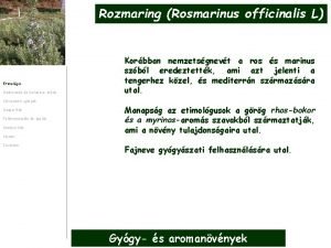 Rozmaring Rosmarinus officinalis L Etimolgia Szrmazs s botanikai