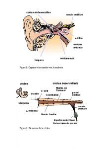 cadena de huesecillos nervio auditivo cclea ventana redonda