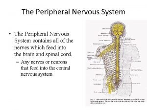 The Peripheral Nervous System The Peripheral Nervous System