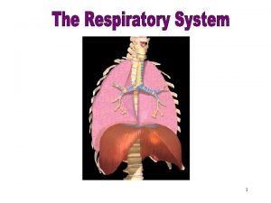 Respiratory System 1 Objectives After studying this chapter