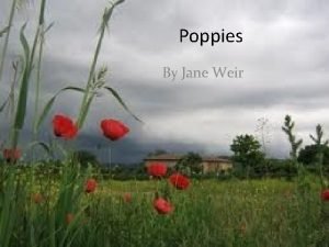 Poppies By Jane Weir What do you think
