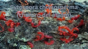 Cytospora chrysosperma chancro del lamo 1 DESCRIPCIN Es