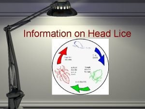 Information on Head Lice What are Head Lice