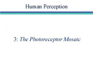 Human Perception 3 The Photoreceptor Mosaic The Photoreceptor