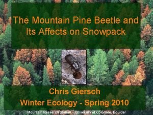 The Mountain Pine Beetle and Its Affects on