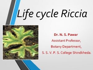 Riccia life cycle