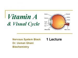 Vitamin A Visual Cycle Nervous System Block Dr