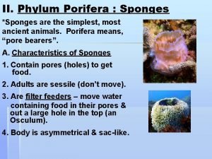 Characteristics porifera