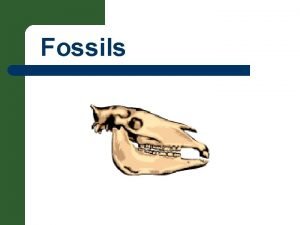 Remains imprints or traces of once-living organisms