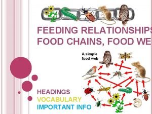Food chain and food web