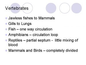 Vertebrates l Jawless fishes to Mammals l Gills