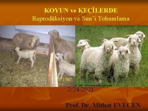 KOYUN ve KELERDE Reprodksiyon ve Suni Tohumlama 2242021