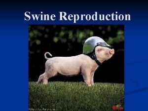 Swine Reproduction Breeding herds Replacement gilts n Sows