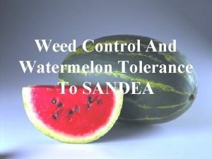 Weed Control And Watermelon Tolerance To SANDEA Herbicides