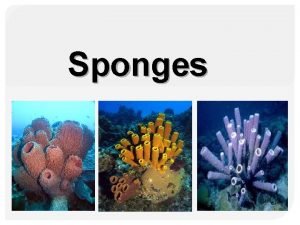 Sponges Outline Sponges Definition Sponges Structure Sponges Reproduction