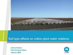 Soil type effects on cotton plant water relations