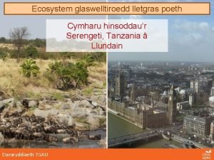 Ecosystem glaswelltiroedd lletgras poeth Cymharu hinsoddaur Serengeti Tanzania