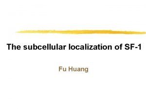 The subcellular localization of SF1 Fu Huang Lab