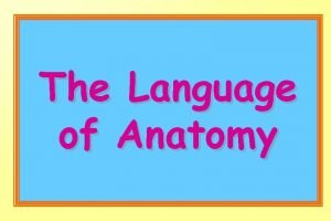 The Language of Anatomy Anatomical Position body erect