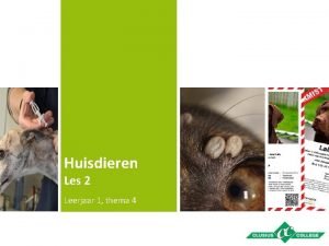 Huisdieren Les 2 Leerjaar 1 thema 4 Themainhoud