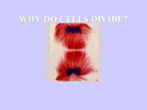 WHY DO CELLS DIVIDE WHY DO CELLS DIVIDE