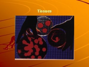 Tissues Tissue a groups of cells with similar