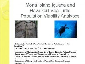 Mona island iguana