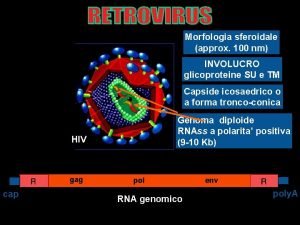 Morfologia sferoidale approx 100 nm INVOLUCRO glicoproteine SU