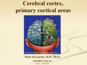 Cortical area