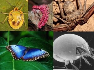 Section 36-1 review phylum arthropoda