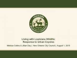 Living with Louisiana Wildlife Response to Urban Coyotes