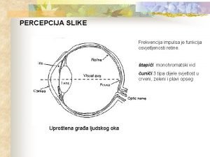 PERCEPCIJA SLIKE Frekvencija impulsa je funkcija osvjetljenosti retine