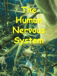 The Human Nervous System Neuron A Nerve Cell