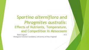 Spartina alterniflora and Phragmites australis Effects of Nutrients