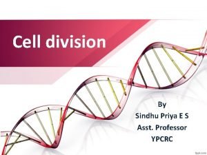 Cell division By Sindhu Priya E S Asst