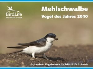 bersicht Vogel des Jahres Biologie der Mehlschwalbe Lebensraum