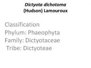 Phaeophyta classification