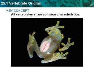 25 1 Vertebrate Origins KEY CONCEPT All vertebrates