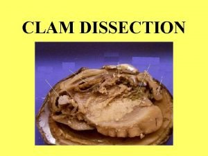 Clam dissection labeled Clam dissection labeled