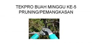 TEKPRO BUAH MINGGU KE5 PRUNINGPEMANGKASAN CAPAIAN PEMBELAJARAN MAHASISWA