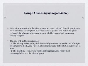 Lymph nodes