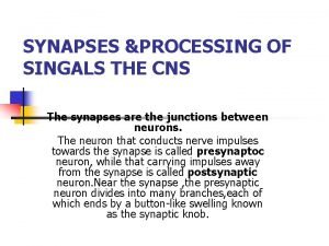 SYNAPSES PROCESSING OF SINGALS THE CNS The synapses