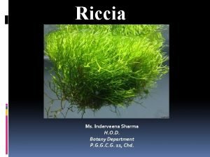 Riccia Ms Inderveena Sharma H O D Botany
