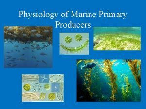 Physiology of Marine Primary Producers Ecological Importance of