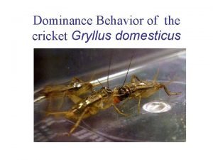Dominance Behavior of the cricket Gryllus domesticus AGENDA
