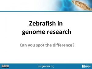 Zebrafish in genome research Can you spot the