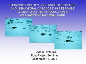 FORAGING ECOLOGY VIGILANCE OF COYOTES AND BEHAVIORAL CASCADES