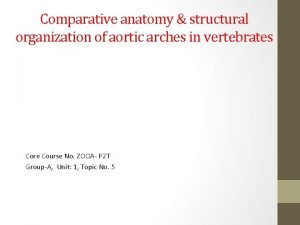 Comparative anatomy structural organization of aortic arches in