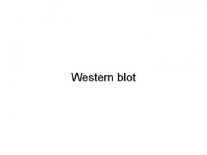 Western blot 1117 v Western blot 1 Cell